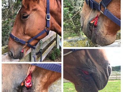 Support for Lace's Vet Treatment