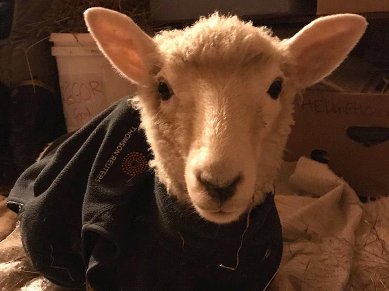 Lamb rescue fundraiser Givealittle