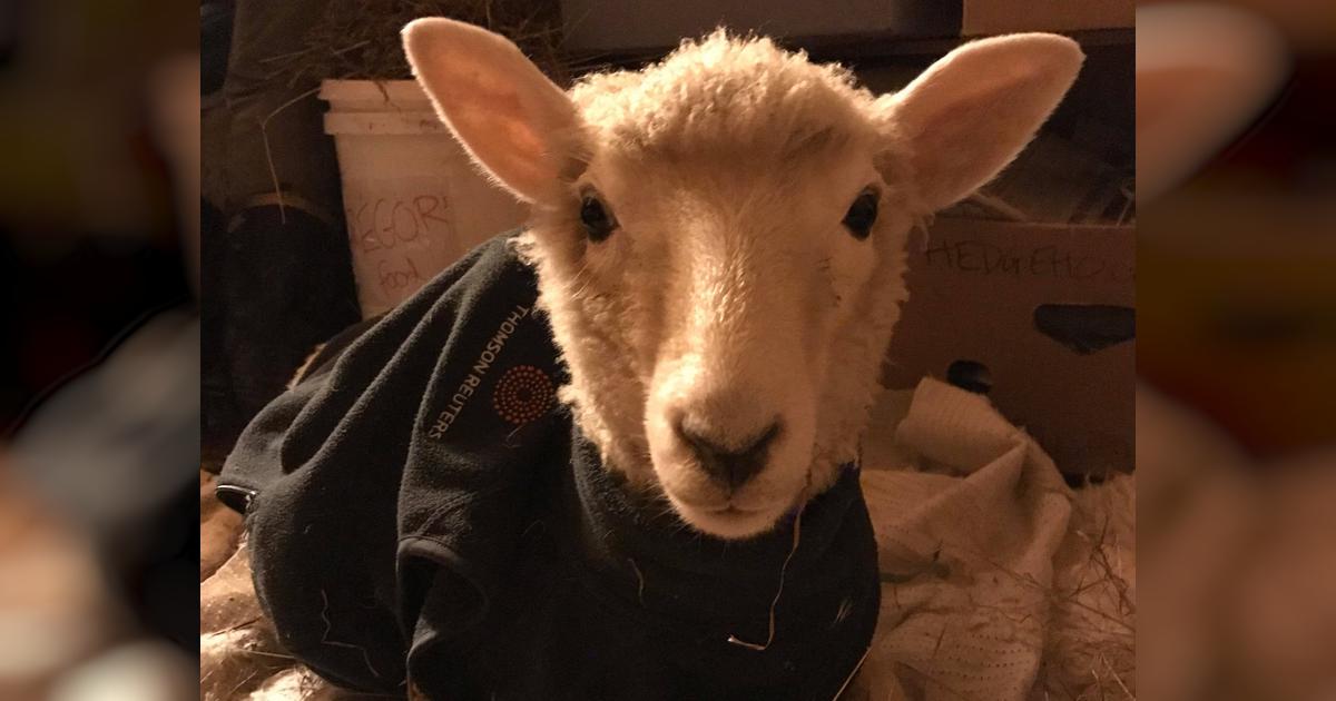 Lamb rescue fundraiser - Givealittle