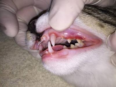 Dental surgery treatments for fosters