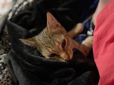 Cat Rescue in Queenstown