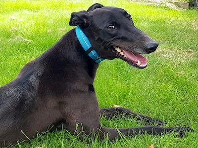 Pippa and Paula's GAP Annual Appeal 2021