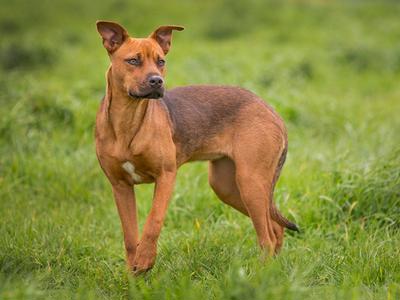 We Love Dogs Charitable Trust