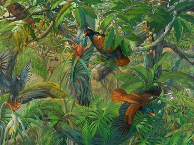 MANUMEA samoa's little dodo FUNDRAISER