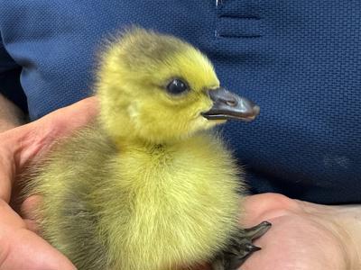 One for Bird & Animal lovers 🥰🥰