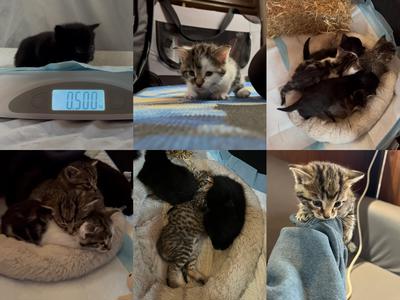 Help 5 Kittens grow with love ❤️