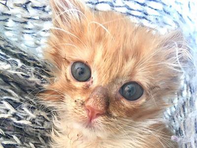 Help us to help vulnerable and sick kitties!