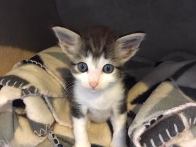 Support Feral Nation to help vulnerable kitties