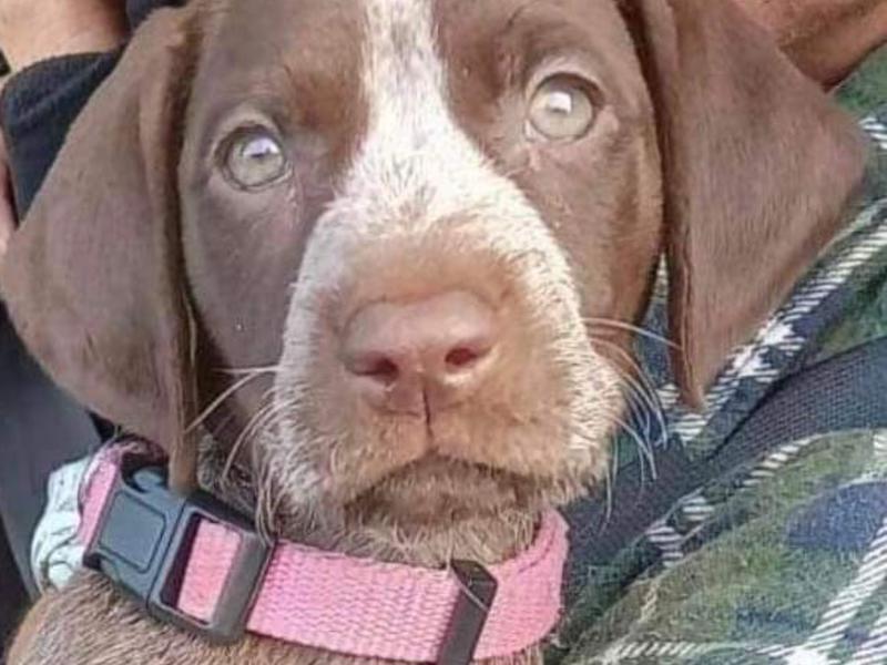 Brutal stabbing of Christchurch dog walker appeal Questions Givealittle