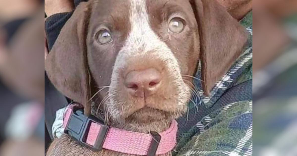 Brutal stabbing of Christchurch dog walker appeal Givealittle