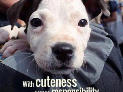 South Auckland Animal Rescue (SAAR) Trust