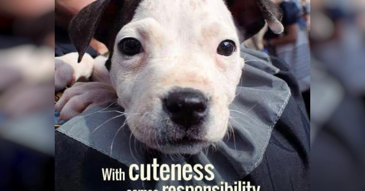 Auckland Animal Rescue