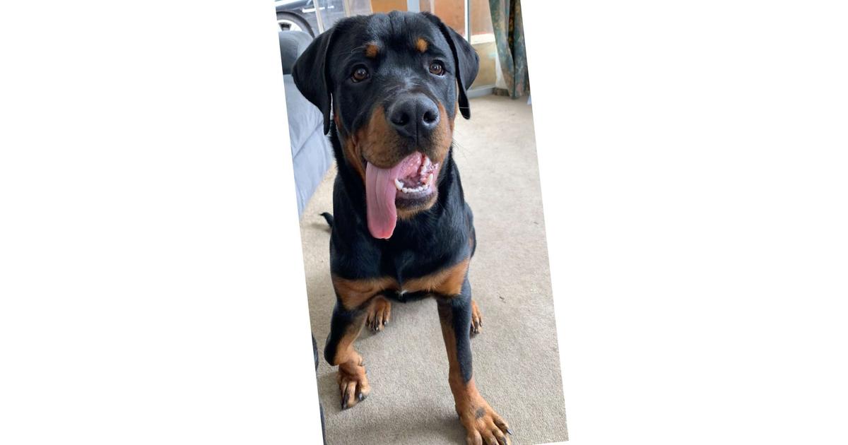 Three legged Rottweiler to be... - Givealittle