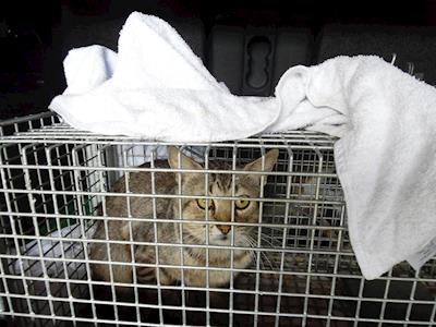 Vet Fees Funding - Stray Cats NZ