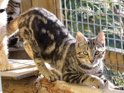 Time to help some cats & Kittens.