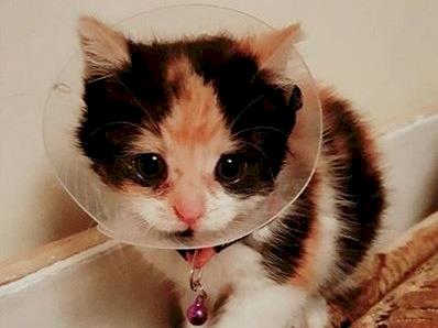 Amber's tail surgery