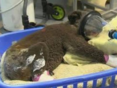 Powerhoopathon for Bushfires