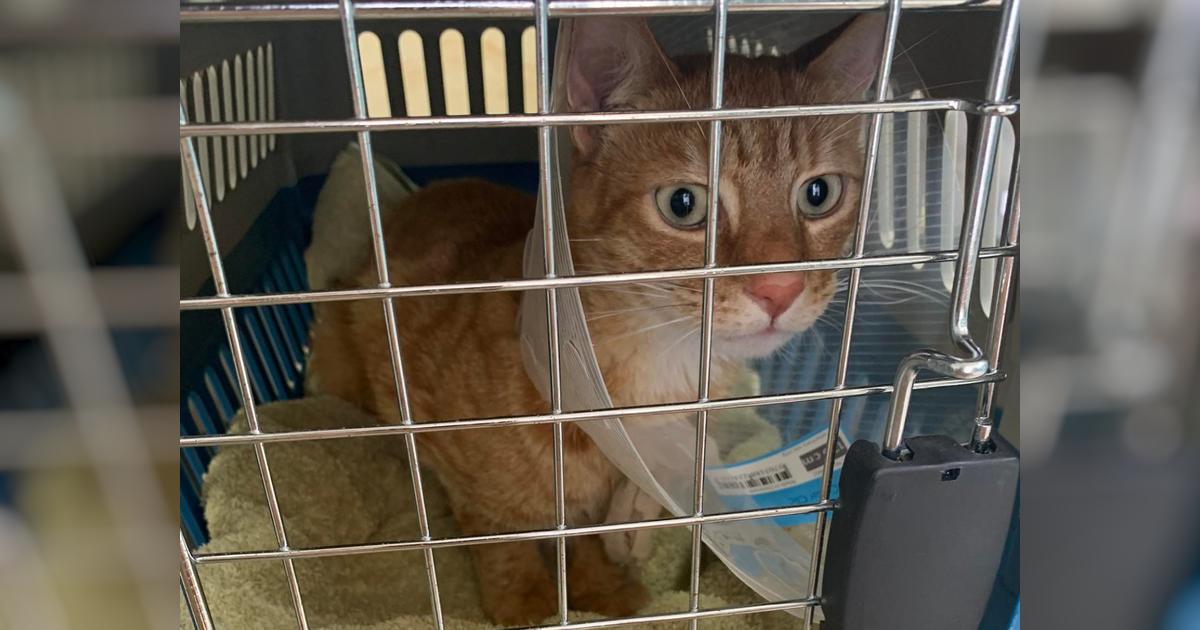 Georgie the Cat needs a perineal urethrostomy - Givealittle