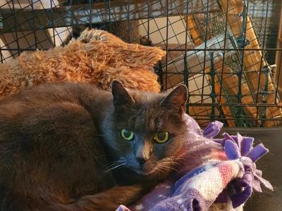 Help sweet Maemae with dental surgery