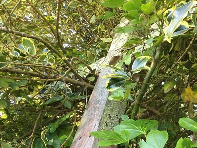 Karori Cemetery Historic Wooden Cross Project