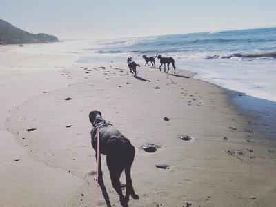 Chads and friends Greyhound Walk-A-Thon