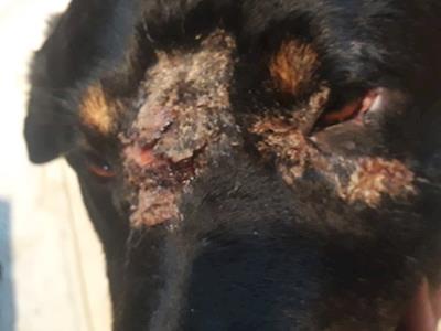 10yr old Chops URGENTLY needs your help!