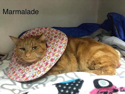 Marmalade’s machete attack!