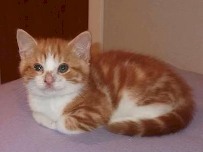 Garfields Eye Entropion Operation