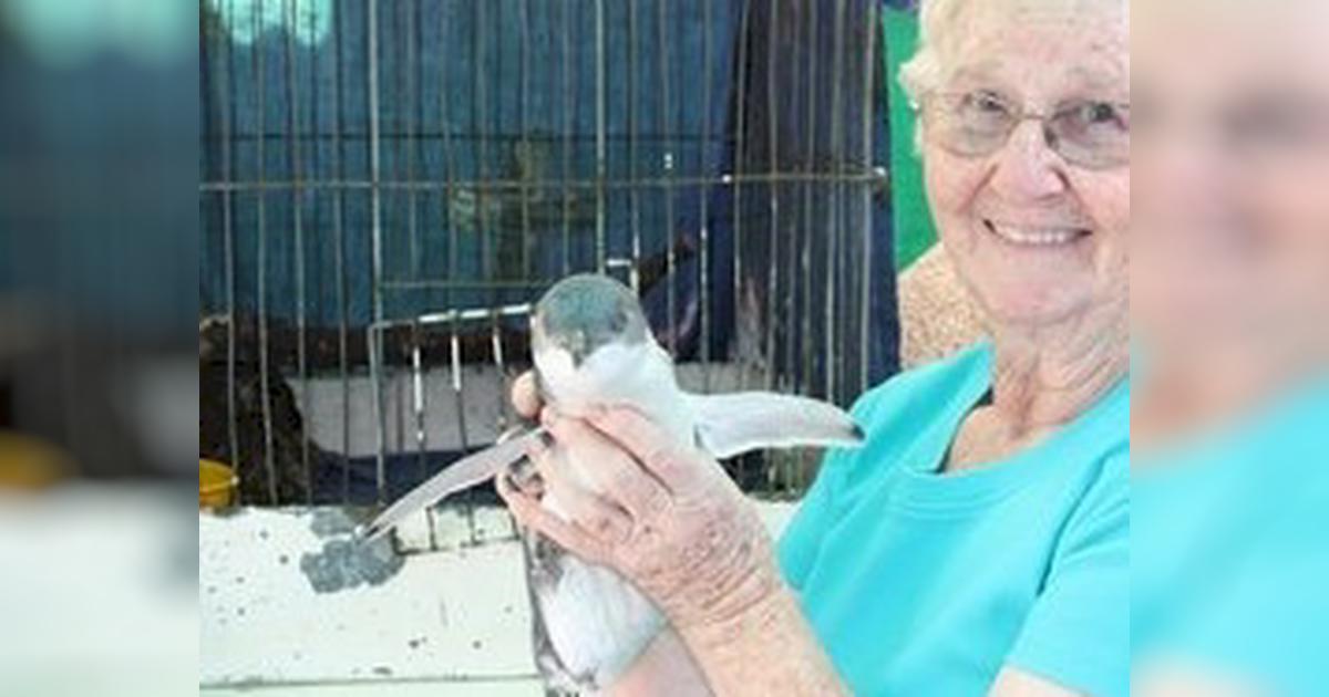 Bird lady of Rothesay Bay Givealittle