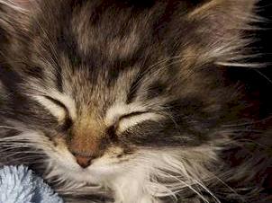 Kitten Inn Annual Street Appeal