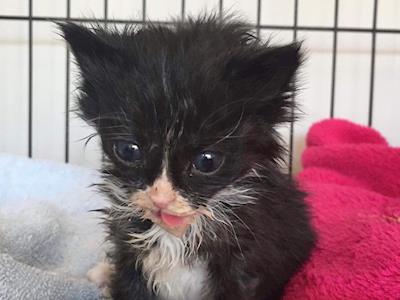 Tiny but mighty Gidget