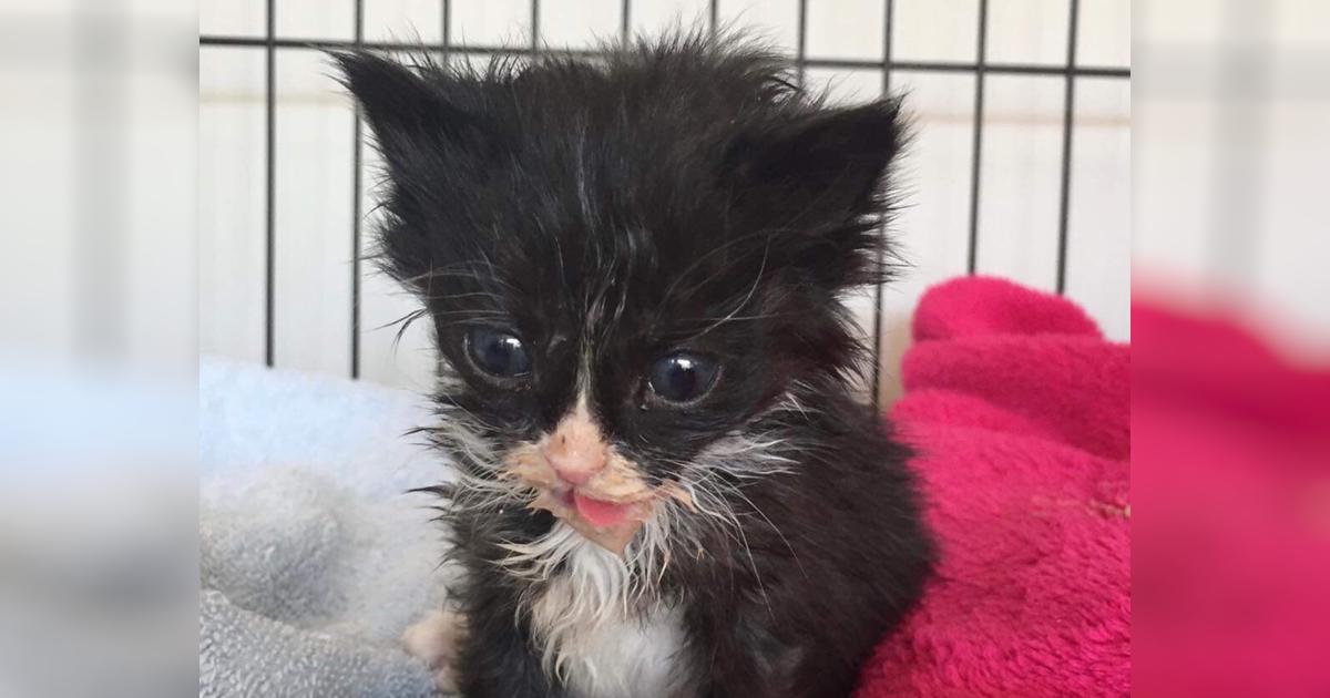 Tiny but mighty Gidget - Givealittle
