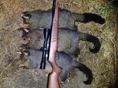  END POSSUM SHOOTING AND 1080 POISON IN NEW ZEALAND