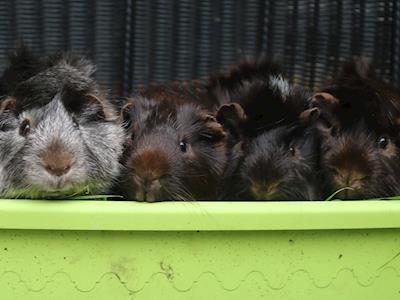 Please help us help our rescue herd of 23 guinea pigs from Waiheke