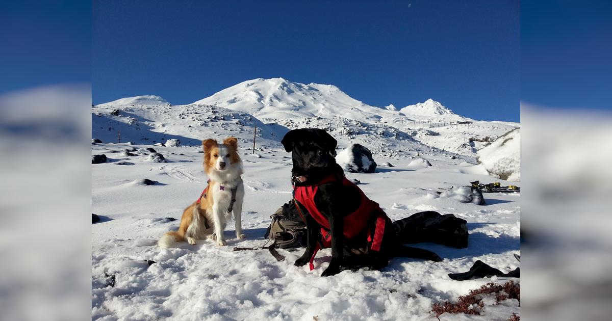 North Island Alpine Search Dogs - Givealittle