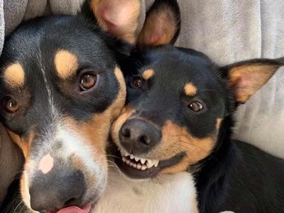 4 events, in 4 months for 4 legged friends in need 🐾