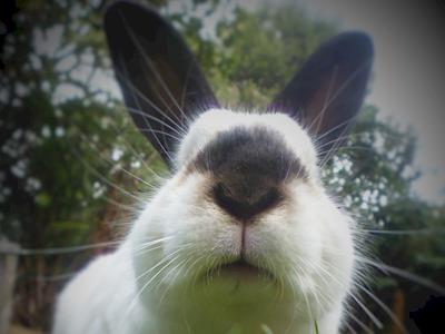 Wellington Rabbit Rescue