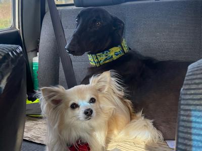 Help a Greyhound find their dream sofa