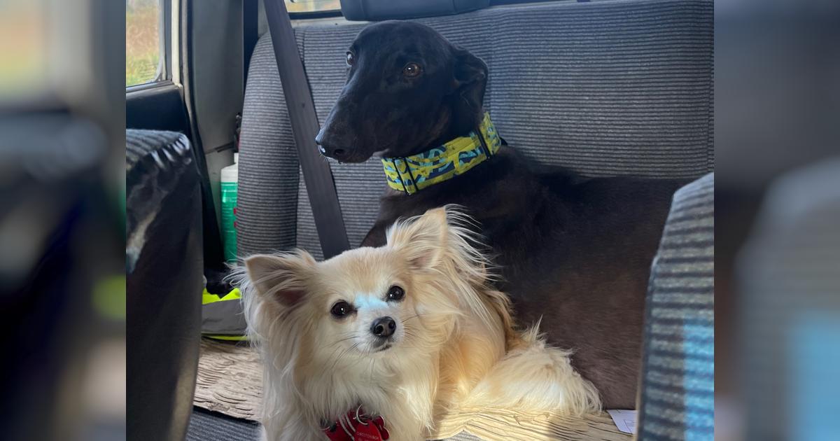 Help a Greyhound find their dream sofa Givealittle