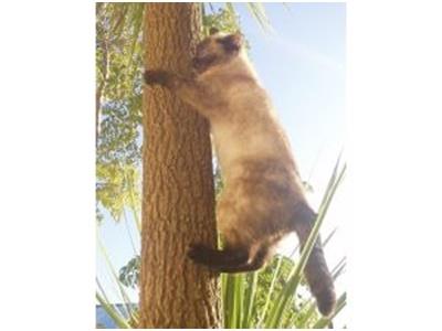 Poppy for Top Cat Model