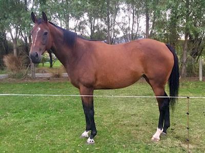 X-rays needed for Arizona's front legs