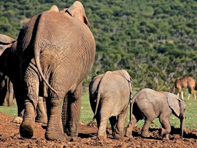 Running for the Elephants and Rhinos