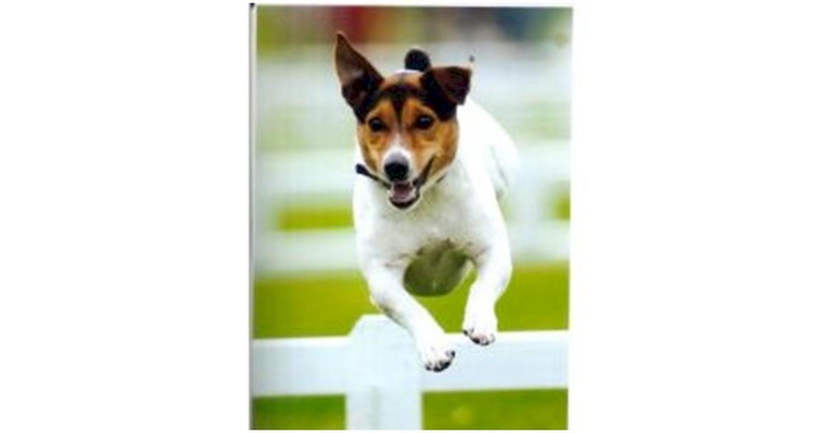 Terrier Race Against Time - Givealittle
