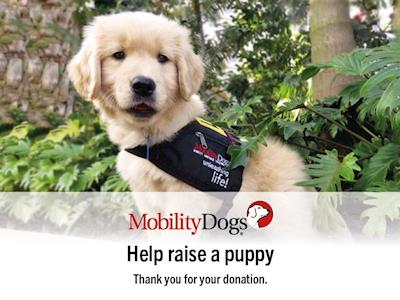 Raise a puppy with Animates