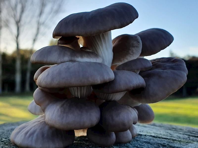 New mushrooms for New Zealand! Givealittle