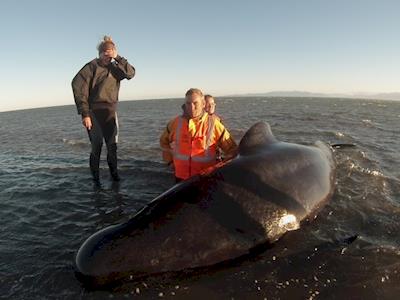 Project Jonah - Top of the South Stranding Trailer