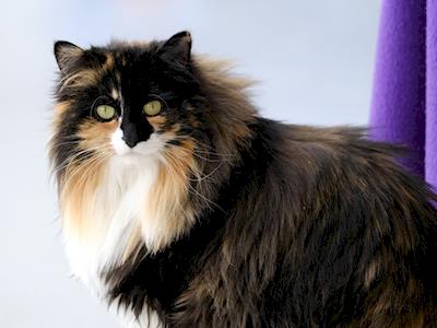 Cats Protection League Wellington 2016 Street Day Appeal