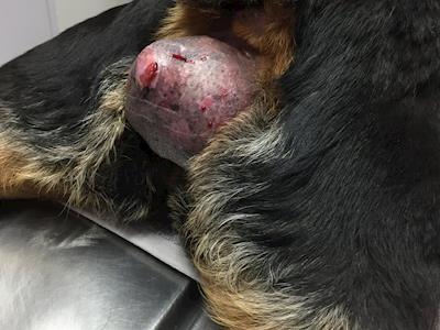 Help Kawerau SPCA pay for urgent surgery on a suffering dog.