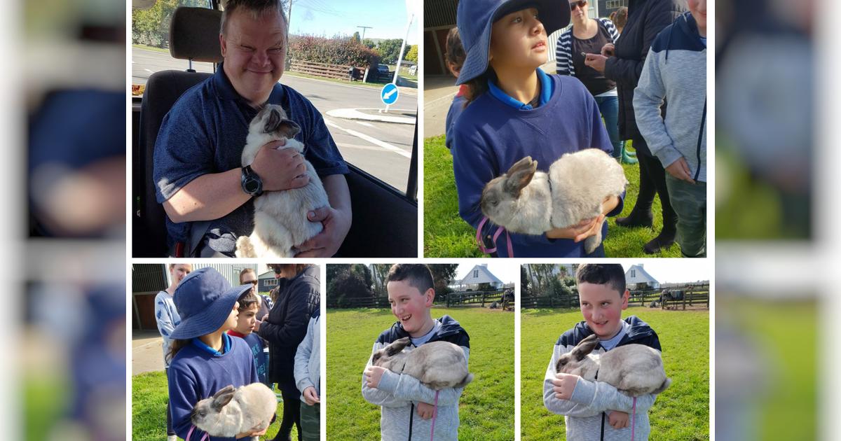 Therapy Rabbit Burma Needs Surgery - Givealittle