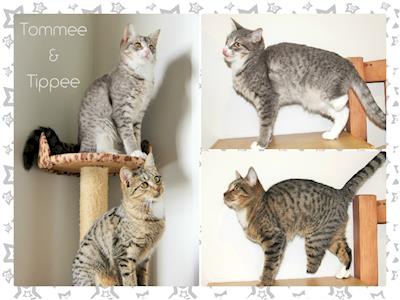 Franklin Cat Rescue Tommee & Tippee, special brother & sister, who each need a leg amputated. Less is More <3